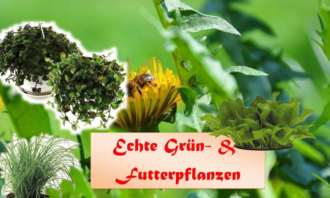 Echte Grün- & Futterpflanzen Deko